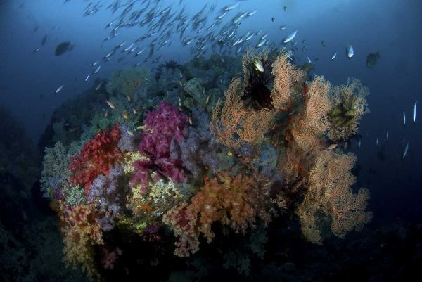 Indonesia, Papua, Raja Ampat Coral and fish
